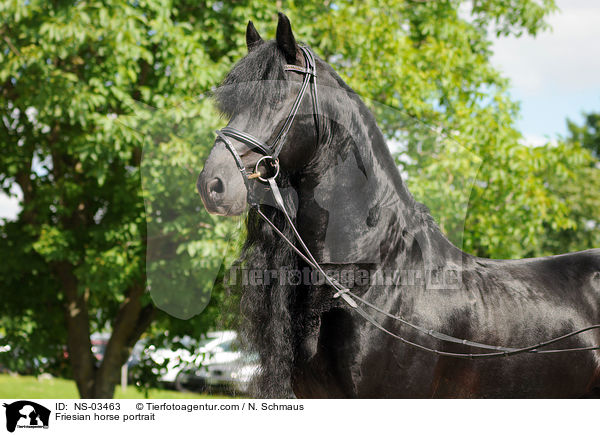 Friese Portrait / Friesian horse portrait / NS-03463