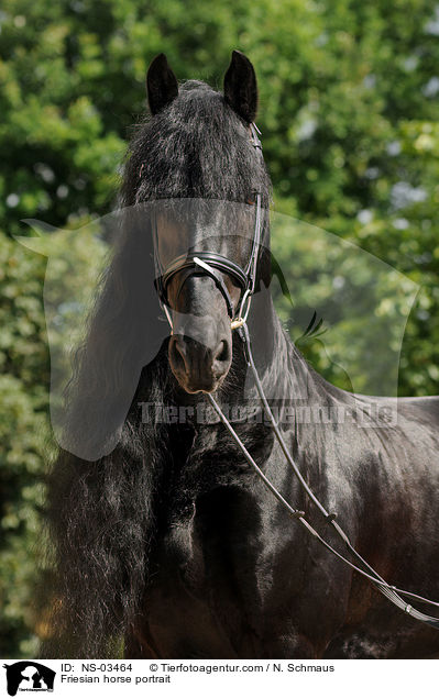 Friesian horse portrait / NS-03464