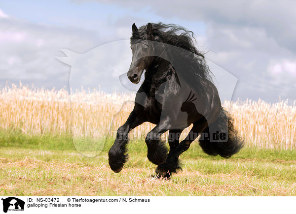 galloping Friesian horse / NS-03472