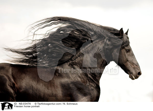 Friesian horse portrait / NS-03476
