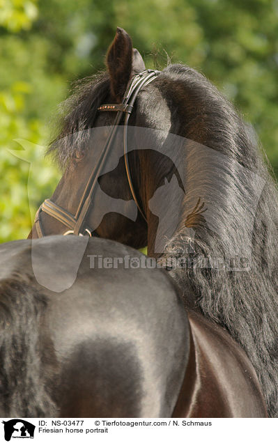 Friesian horse portrait / NS-03477