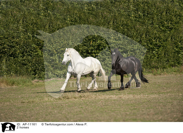 2 horses / AP-11161