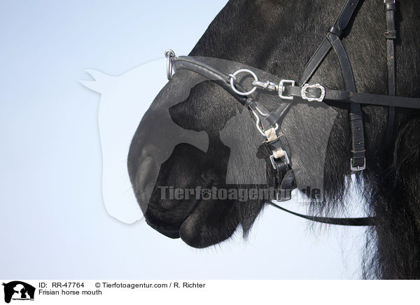 Friese Maul / Frisian horse mouth / RR-47764