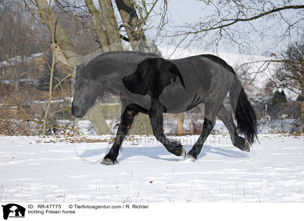 trabender Friese / trotting Frisian horse / RR-47775