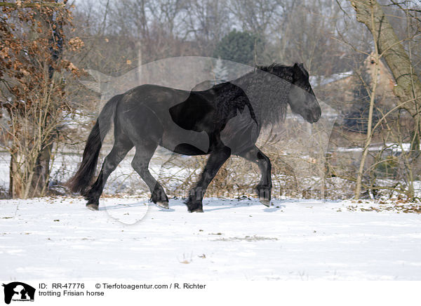 trabender Friese / trotting Frisian horse / RR-47776