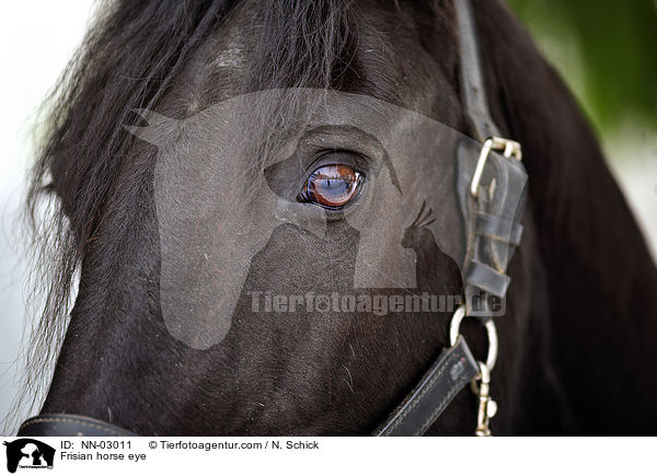 Friese Auge / Frisian horse eye / NN-03011