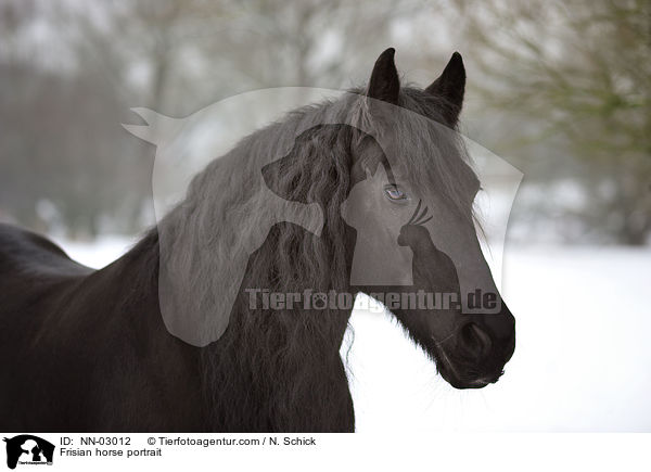 Friese Portrait / Frisian horse portrait / NN-03012