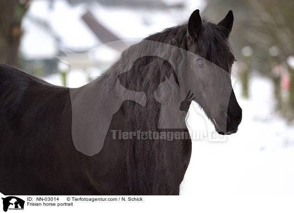 Friese Portrait / Frisian horse portrait / NN-03014