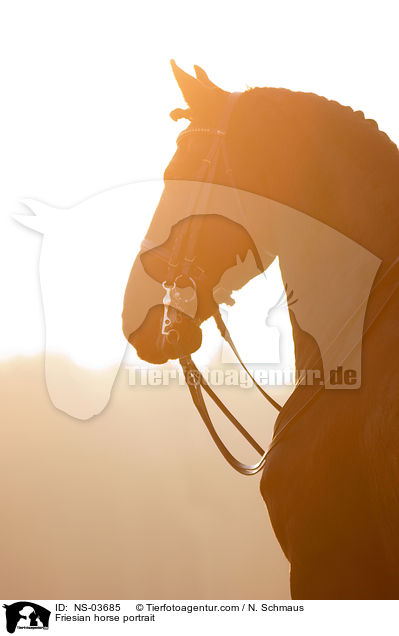 Friese Portrait / Friesian horse portrait / NS-03685