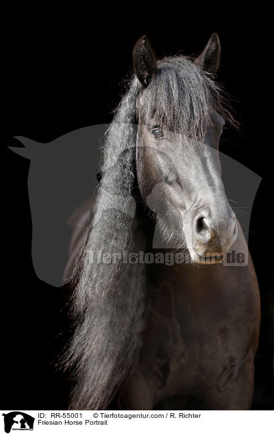 Friesian Horse Portrait / RR-55001