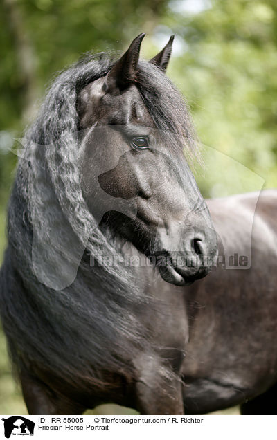 Friesian Horse Portrait / RR-55005