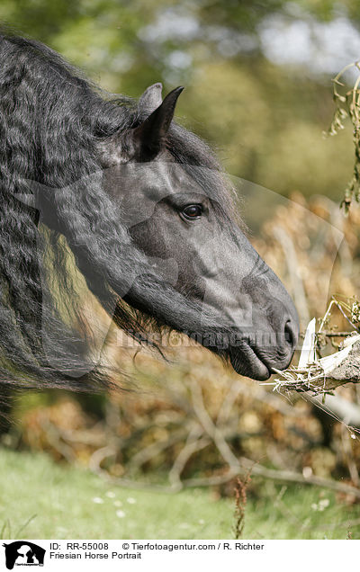 Friese Portrait / Friesian Horse Portrait / RR-55008
