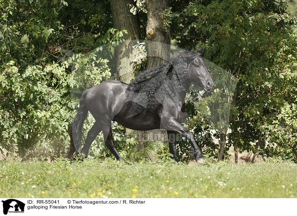 galoppierender Friese / galloping Friesian Horse / RR-55041