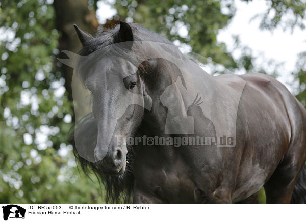 Friese Portrait / Friesian Horse Portrait / RR-55053