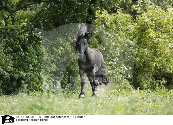 galoppierender Friese / galloping Friesian Horse / RR-55054