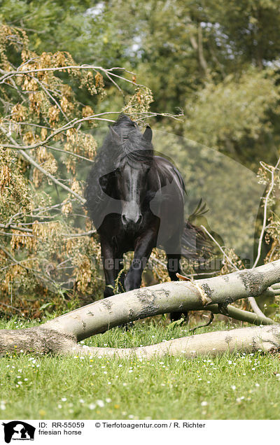 Friese / friesian horse / RR-55059