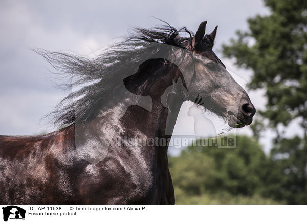 Frisian horse portrait / AP-11638