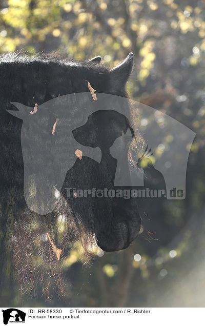 Friesian horse portrait / RR-58330