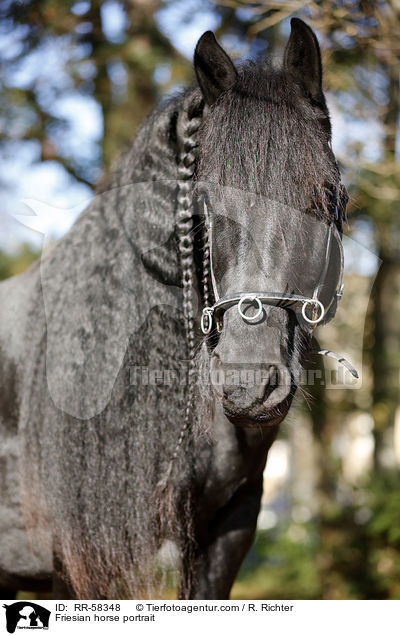 Friese Portrait / Friesian horse portrait / RR-58348