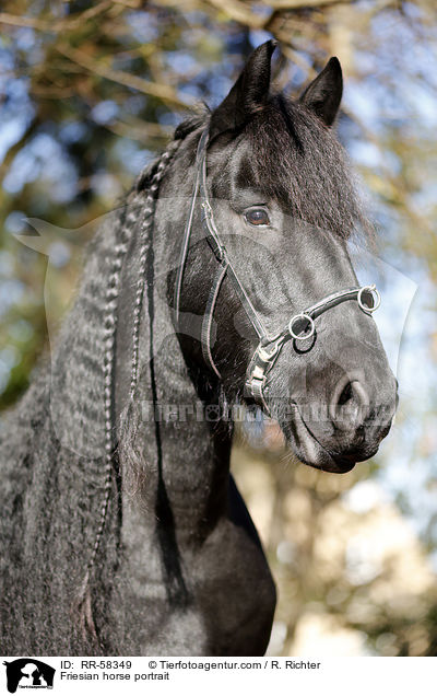 Friesian horse portrait / RR-58349