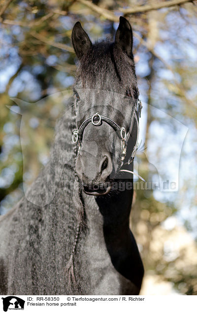 Friese Portrait / Friesian horse portrait / RR-58350