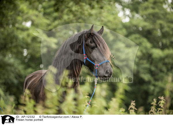 Frisian horse portrait / AP-12332