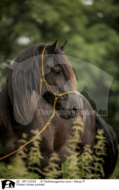 Friese Portrait / Frisian horse portrait / AP-12334