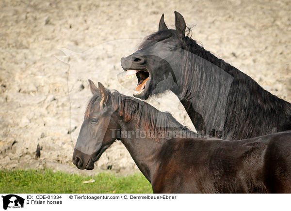 2 Friesen / 2 Frisian horses / CDE-01334