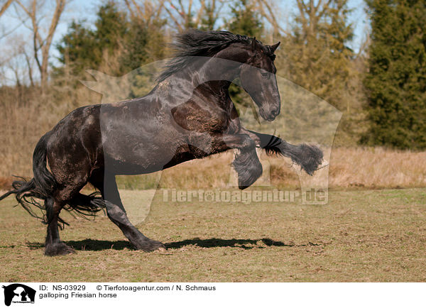 galoppierender Friese / galloping Friesian horse / NS-03929