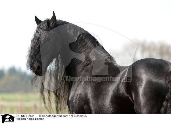 Friese Portrait / Friesian horse portrait / NS-03934