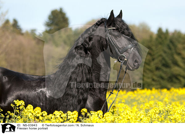 Friesian horse portrait / NS-03943