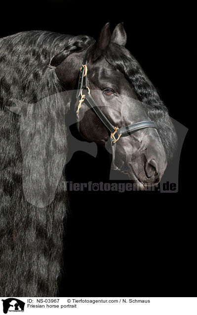 Friese Portrait / Friesian horse portrait / NS-03967