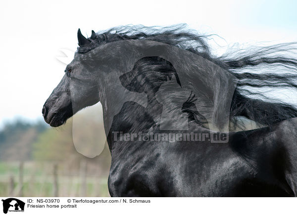 Friesian horse portrait / NS-03970