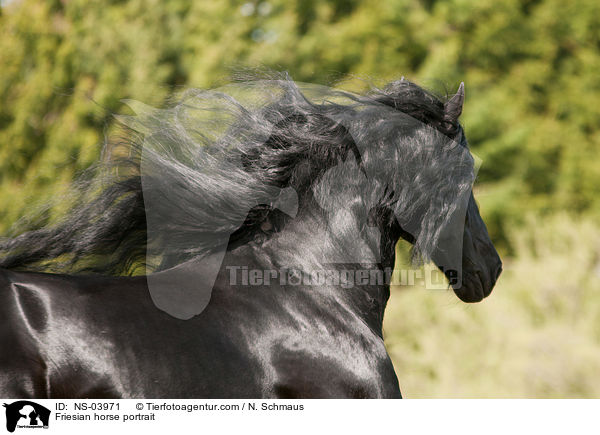 Friesian horse portrait / NS-03971