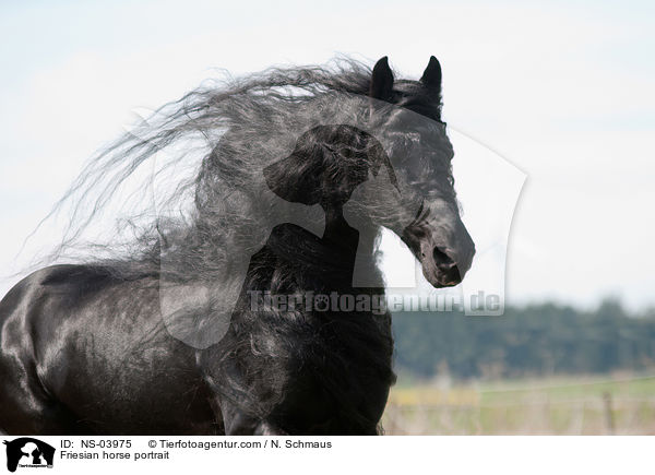 Friesian horse portrait / NS-03975
