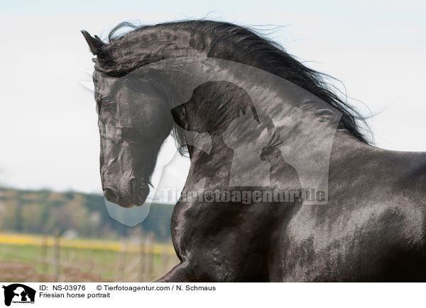 Friese Portrait / Friesian horse portrait / NS-03976