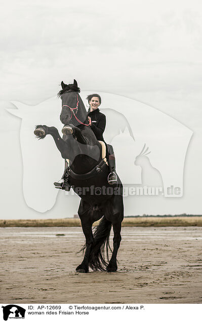 Frau reitet Friese / woman rides Frisian Horse / AP-12669