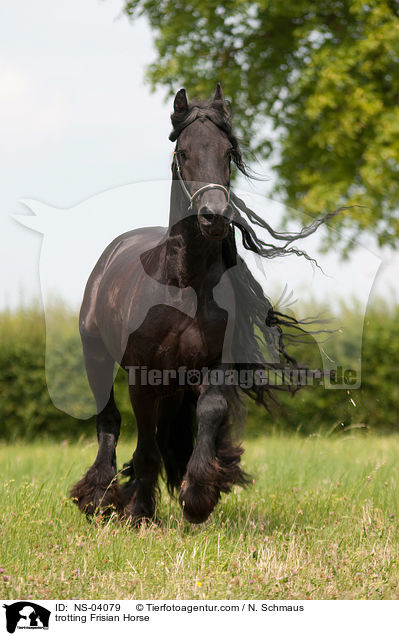 trotting Frisian Horse / NS-04079