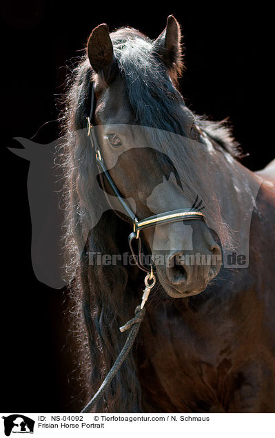 Friese Portrait / Frisian Horse Portrait / NS-04092