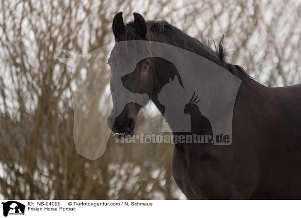 Friese Portrait / Frisian Horse Portrait / NS-04099