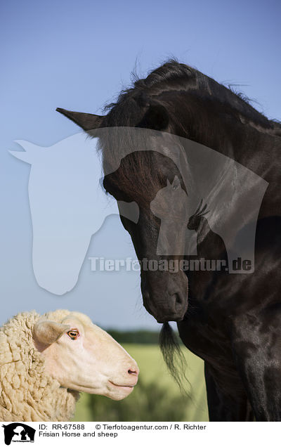 Friese und Schaf / Frisian Horse and sheep / RR-67588