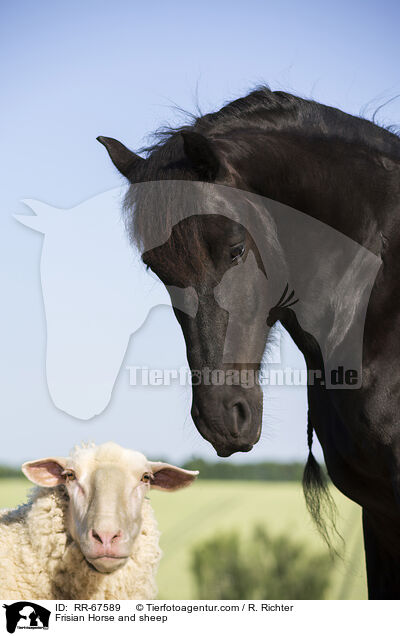Friese und Schaf / Frisian Horse and sheep / RR-67589