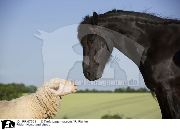 Frisian Horse and sheep / RR-67591