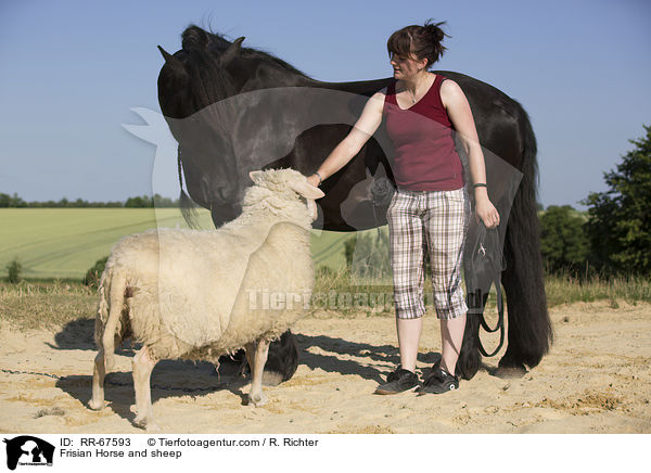 Friese und Schaf / Frisian Horse and sheep / RR-67593