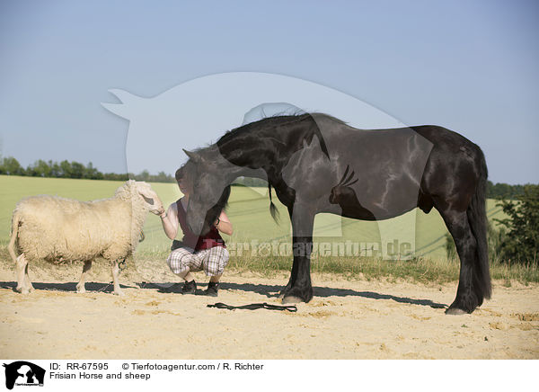 Friese und Schaf / Frisian Horse and sheep / RR-67595