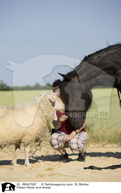 Friese und Schaf / Frisian Horse and sheep / RR-67597
