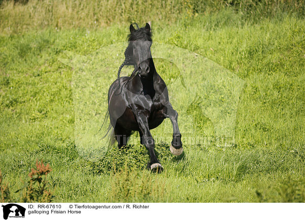 galloping Frisian Horse / RR-67610