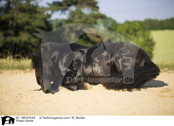 Friese / Frisian Horse / RR-67639