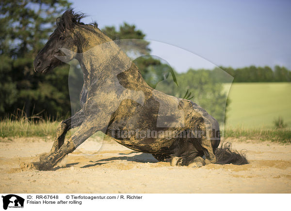 Friese nach dem Wlzen / Frisian Horse after rolling / RR-67648