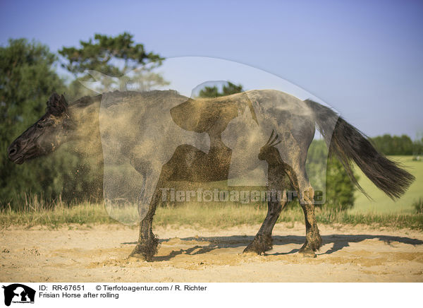 Friese nach dem Wlzen / Frisian Horse after rolling / RR-67651